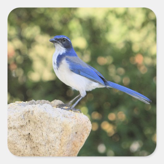 California Scrub Jay - Sticker (Voorkant)