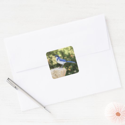 California Scrub Jay - Sticker (Envelop)
