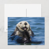 California Sea Otter Enhydra lutris grooms Briefkaart (Voorkant / Achterkant)