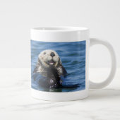 California Sea Otter Enhydra lutris grooms Grote Koffiekop (Rechts)
