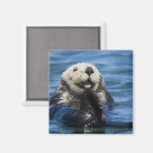 California Sea Otter Enhydra lutris grooms Magneet (Voorkant / Achterkant)