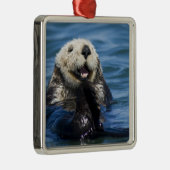 California Sea Otter Enhydra lutris grooms Metalen Ornament (Rechts)