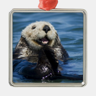 California Sea Otter Enhydra lutris grooms Metalen Ornament