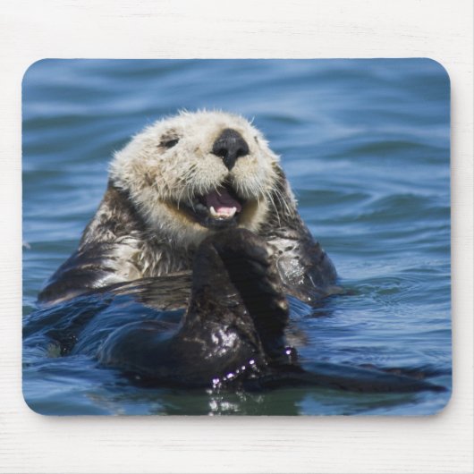 California Sea Otter Enhydra lutris grooms Muismat (Voorkant)