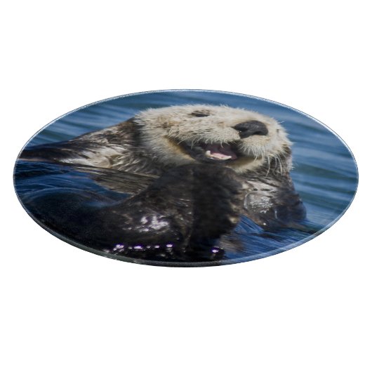California Sea Otter Enhydra lutris grooms Snijplank (Hoek)
