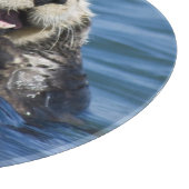 California Sea Otter Enhydra lutris grooms Snijplank (Hoek)