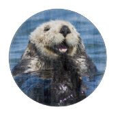 California Sea Otter Enhydra lutris grooms Snijplank (Voorkant)