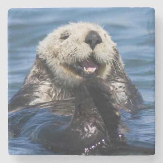 California Sea Otter Enhydra lutris grooms Stenen Onderzetter (Voorkant)