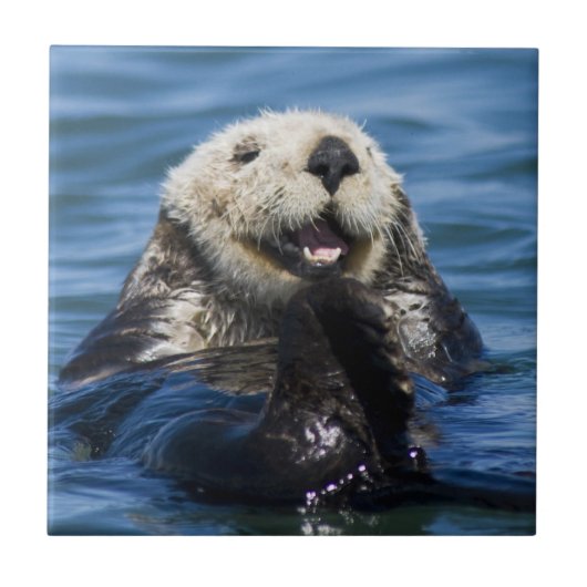 California Sea Otter Enhydra lutris grooms Tegeltje (Voorkant)