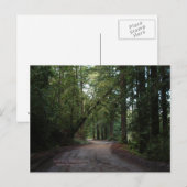 California Seasons - Redwood Road - Briefkaart (Voorkant / Achterkant)