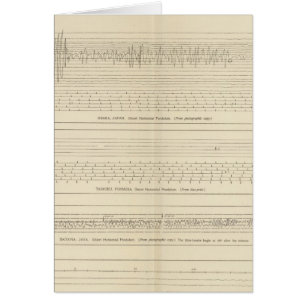 California Seismogrammen 15