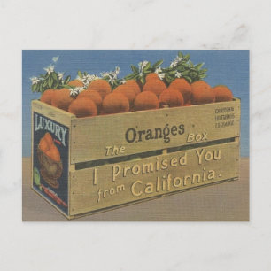 California Sinaasappels Post Card Briefkaart