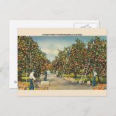  California Sinaasappels Post Card Briefkaart (Voorkant / Achterkant)