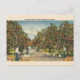 California Sinaasappels Post Card Briefkaart