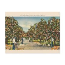  California Sinaasappels Post Card