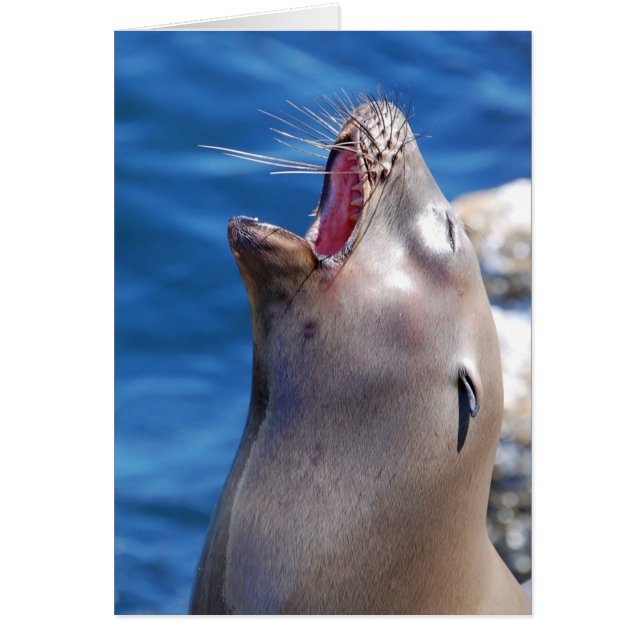 California Singing Seal (Voorkant)