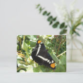 California Sister Butterfly Briefkaart (Staand voorkant)