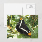 California Sister Butterfly Briefkaart (Voorkant / Achterkant)