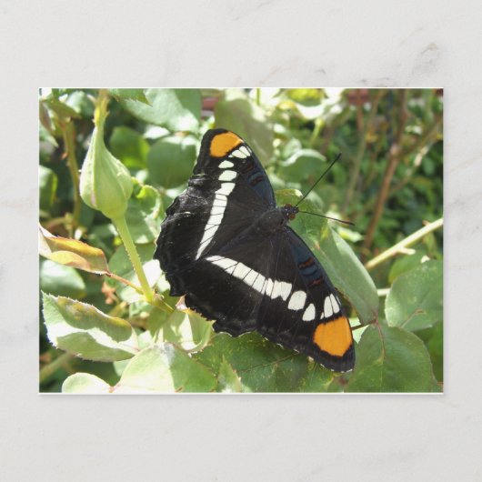 California Sister Butterfly Briefkaart (Voorkant)
