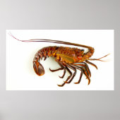 California Spiny Lobster Poster (Voorkant)