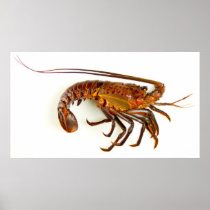 California Spiny Lobster Poster