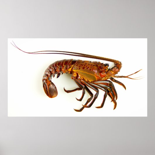 California Spiny Lobster Poster (Voorkant)