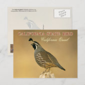 California State Bird - California Quail Briefkaart (Voorkant / Achterkant)