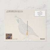 California State Bird - California Quail Briefkaart (Achterkant)