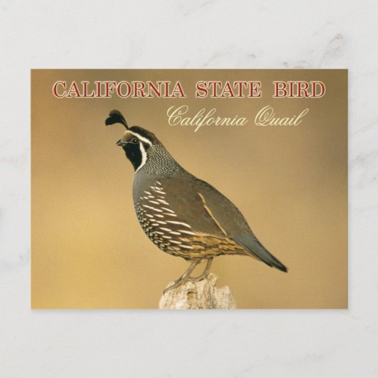 California State Bird - California Quail Briefkaart (Voorkant)