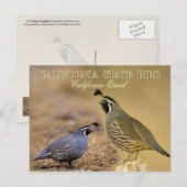 California State Bird - California Quail Briefkaart (Voorkant / Achterkant)