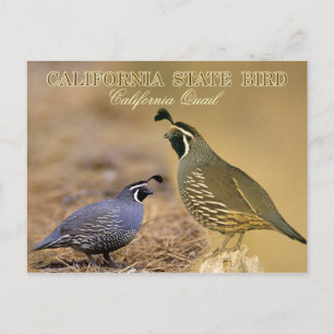 California State Bird - California Quail Briefkaart