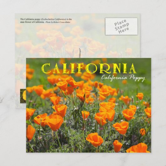 California State Flower: California Poppy Briefkaart (Voorkant / Achterkant)