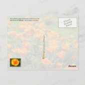 California State Flower: California Poppy Briefkaart (Achterkant)