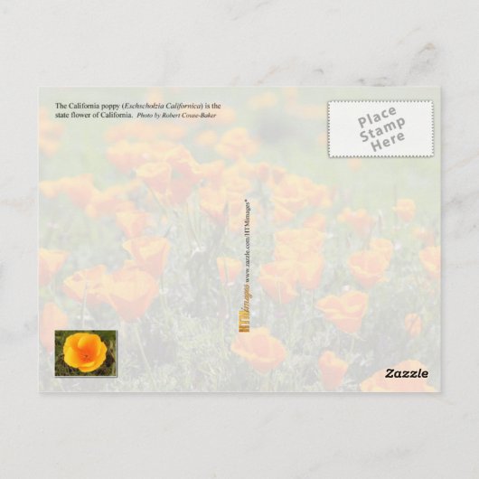 California State Flower: California Poppy Briefkaart (Achterkant)