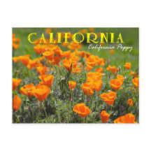California State Flower: California Poppy