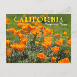 California State Flower: California Poppy Briefkaart