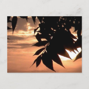 california sunset briefkaart
