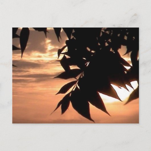 california sunset briefkaart (Voorkant)