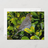 California Towee Briefkaart (Voorkant / Achterkant)