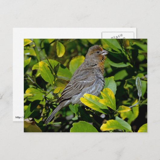 California Towee Briefkaart (Voorkant / Achterkant)