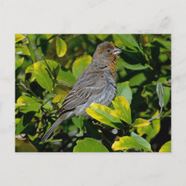 California Towee Briefkaart