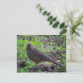 California Towee Briefkaart (Staand voorkant)