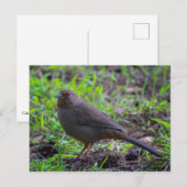 California Towee Briefkaart (Voorkant / Achterkant)