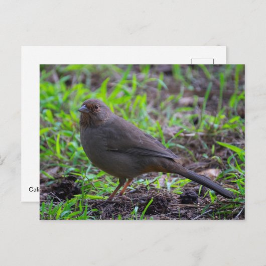 California Towee Briefkaart (Voorkant / Achterkant)