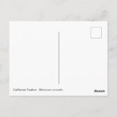 California Towee Briefkaart (Achterkant)