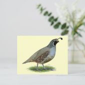 California Valley Quail Briefkaart (Staand voorkant)