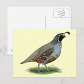 California Valley Quail Briefkaart (Voorkant / Achterkant)