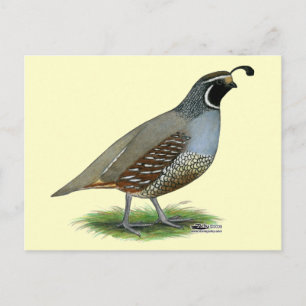 California Valley Quail Briefkaart