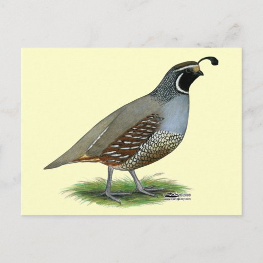 California Valley Quail Briefkaart (Voorkant)