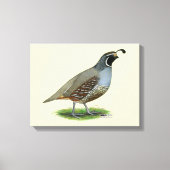 California Valley Quail Canvas Afdruk (Voorkant)